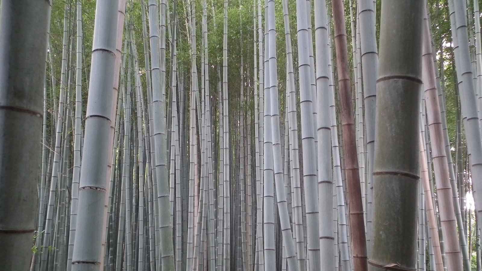 The Arashiyama bamboo forest in Kyoto is a very romantic spot