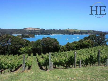 Rows of grapevines in a vineyard leading towards a blue bay.