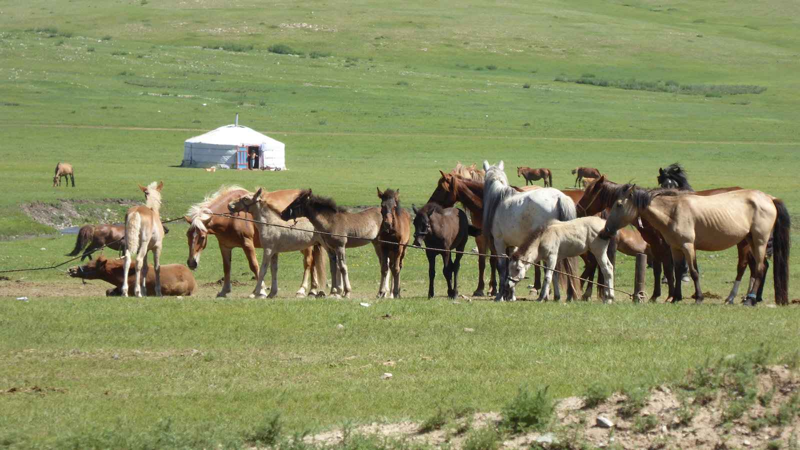 Horses are very important to Mongolians both in practicality and for spiritual reasons