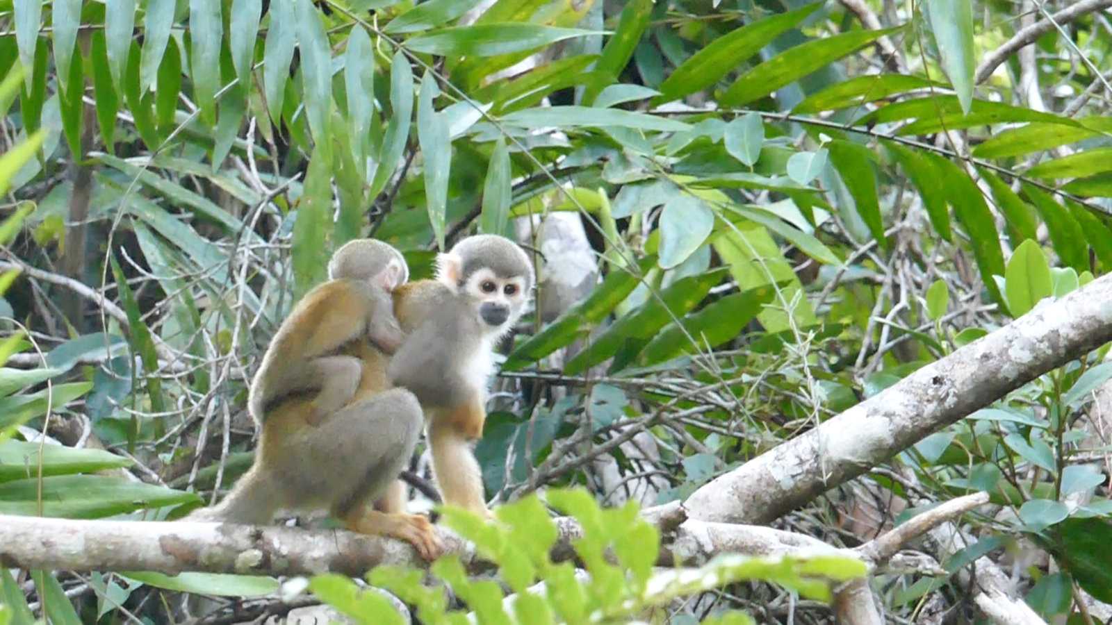 Join a gay tour of the Amazon with Brand G to see lots of wildlife like these Capuchin monkeys